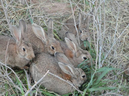 兔子种苗的价格-锦腾养殖场-通化兔子