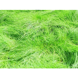 福州绿化草坪养护|福州景晖生态工程|绿化草坪