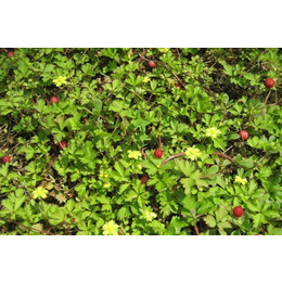 山合水蛇莓种植基地蛇果|鼻血果果种植蛇莓生产基地|江苏蛇莓