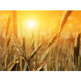 现金求购小麦-汉光现代农业-渭南求购小麦
