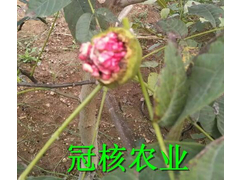 冠核紫仁核桃苗