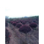 树木价格高成活造型黑松批发海卉花木缩略图4