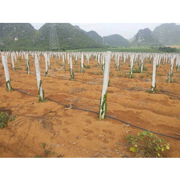 格莱欧节水灌溉(图)-供应红心火龙果苗-象州红心火龙果