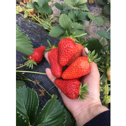 草莓苗种植、东营草莓苗、乾纳瑞农业