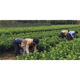 来宾哪里有一年四季果苗批发基地