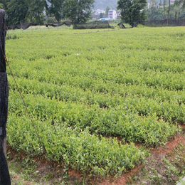 油茶苗圃基地油茶苗(图),油茶苗多少钱一颗,遵义油茶苗