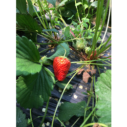 乾纳瑞农业|草莓苗哪里有|渭南草莓苗