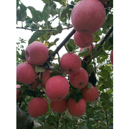 景盛果业(图)|陕西洛川苹果批发|陕西洛川苹果