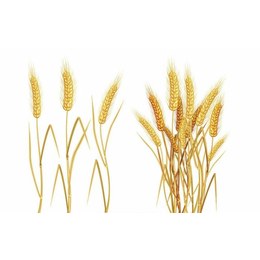 常年求购小麦-枣阳市汉光农业-吉安求购小麦
