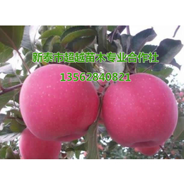 红富士苹果苗价格|新泰超越苗木|河北红富士苹果苗
