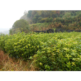 咸宁桂花苗木基地_咸宁桂花苗_百佳苗木(查看)