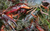 室内养殖龙虾-武汉农科大-养殖龙虾缩略图1
