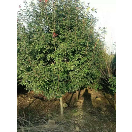 元芳家庭农场品种基地_杭州6公分红叶石楠树