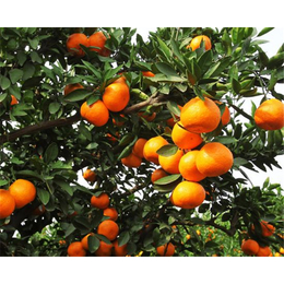 果友柑橘苗成活率高(图)|红美人柑橘苗口感|江苏红美人柑橘苗