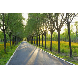 园林行道树价格、农梦达生物(在线咨询)、行道树