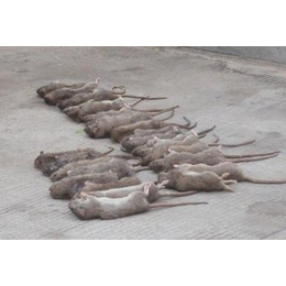 分宜县灭老鼠、江西德立康环境技术、灭老鼠报价