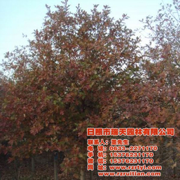 批发欧洲红栎_平度欧洲红栎_瑞天园林(查看)