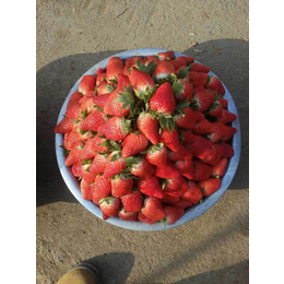 乾纳瑞农业(在线咨询)_铜仁草莓苗_草莓苗多少钱一颗