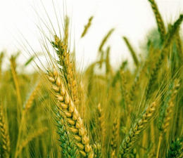 张掖收购小麦-汉光现代农业-长年收购小麦