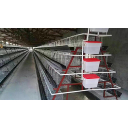 生产鸡笼子电镀锌阶梯式蛋鸡笼