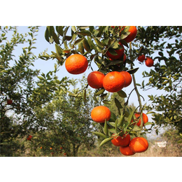 红美人柑橘苗批发价格|红美人柑橘苗|果友柑桔苗繁育基地