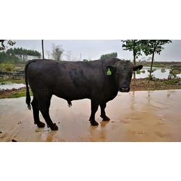 广西星级*肉牛养殖企业基地屠宰加包装销售供给牛肉牛犊缩略图