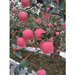 陕西洛川苹果供应,景盛果业(在线咨询),陕西洛川苹果