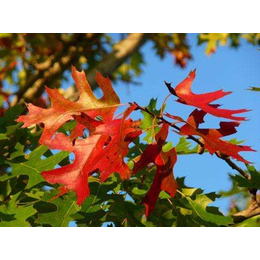 供应北美红栎一年小苗 生长速度快 生态价值高