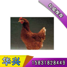 重庆青年鸡、华兴种禽*、青年鸡价格