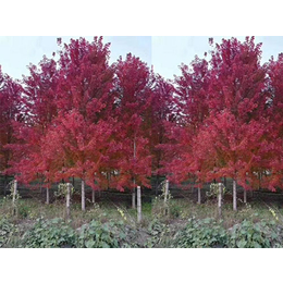 吐鲁番地区园林红枫秋火焰、泰山区亿发园林、园林红枫秋火焰出售