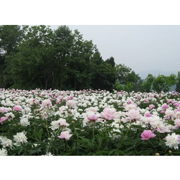 大量求购鲜白芍_宁夏白芍_凯欣中药材种植培训