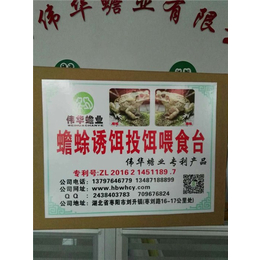 上海蟾蜍养殖-伟华蟾业-蟾蜍养殖场