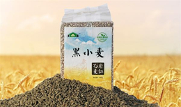 富硒黄小麦面粉生产厂家_山西面粉_润丰农业(查看)