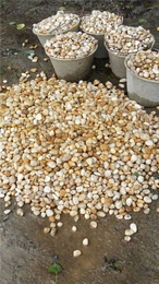 鹅卵石图片-安康鹅卵石-*石材