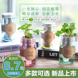 ecoey炭草花新品彩虹杯迷你盆栽微景观创意绿植批发