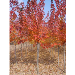 北美红栎价格|北美红栎|诚信银杏