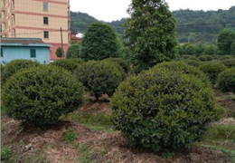 绿化球的种类-和盛苗木(在线咨询)-荆州绿化球