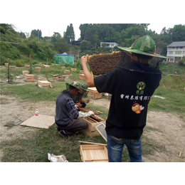 铜仁蜜蜂养殖,蜜蜂养殖,贵州蜂盛