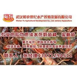 信阳龙虾苗供销商|龙虾苗供销商|武汉裕农