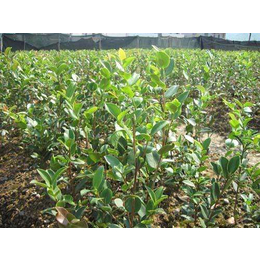 油茶树苗如何育种|油茶苗圃基地(在线咨询)|宜春油茶树苗