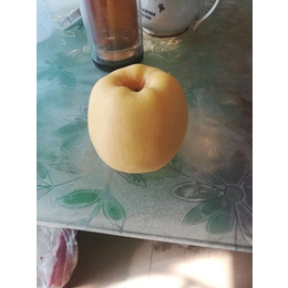 拉萨5公分苹果苗_开发区润丰苗木中心_5公分苹果苗价格