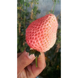 甜查理草莓苗多少钱一棵,甜查理草莓苗,柏源农业科技公司