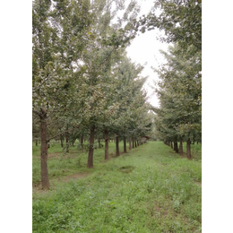 14公分银杏树的价格、通园银杏园林(在线咨询)、北京银杏树