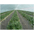 驻马店无土栽培草莓槽-新型农业种植缩略图2