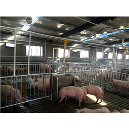 养猪自动化料线品牌、养猪自动化料线、牧鑫养殖产品*