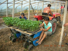 火绒卷心菜种植机-莴苣栽苗机莴笋种植机-合肥移栽机