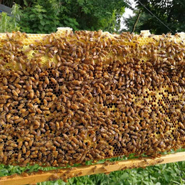 阳光社区服务中心蜜蜂出售-贵州蜂盛-贵州蜜蜂出售