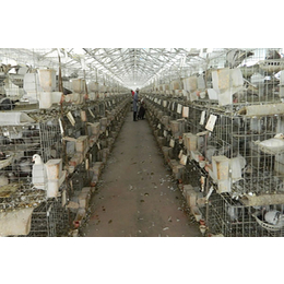 肉鸽子养殖技术、黑龙江鸽子养殖技术、山东中鹏农牧