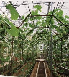 泰宇农业机械有限公司-草莓无土栽培种植槽价格-烟台种植槽