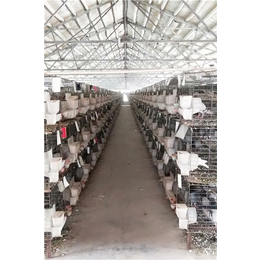 山东中鹏农牧(图)-家庭鸽子养殖技术-山西鸽子养殖技术